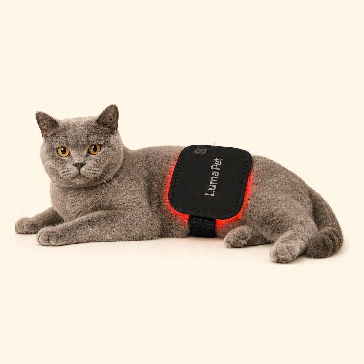 Grey cat resting with the light pad wrapped over its hips