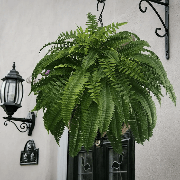 Lifelike UV-Resistant Boston Fern For Outdoor Decor