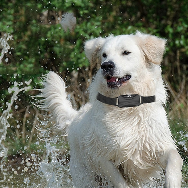 Hochwertiges Hundetrainingshalsband mit Fernbedienung – sichere und wirksame Trainingshilfe für Haustiere