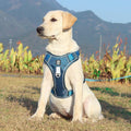 Imbracatura TrailMate Antitrazione per Cani per Passeggiate Quotidiane Tranquille
