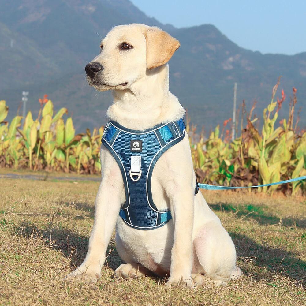 Imbracatura TrailMate Antitrazione per Cani per Passeggiate Quotidiane Tranquille
