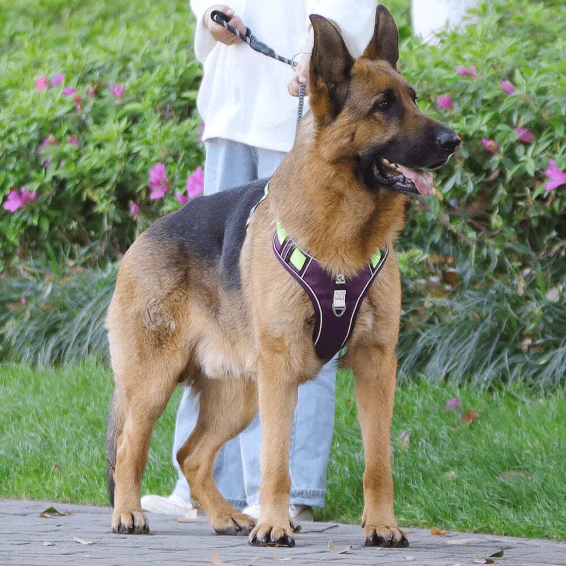 Imbracatura TrailMate Antitrazione per Cani per Passeggiate Quotidiane Tranquille