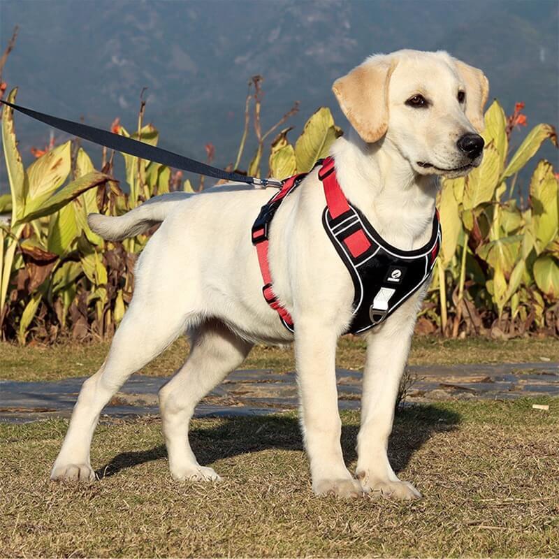 Imbracatura TrailMate Antitrazione per Cani per Passeggiate Quotidiane Tranquille