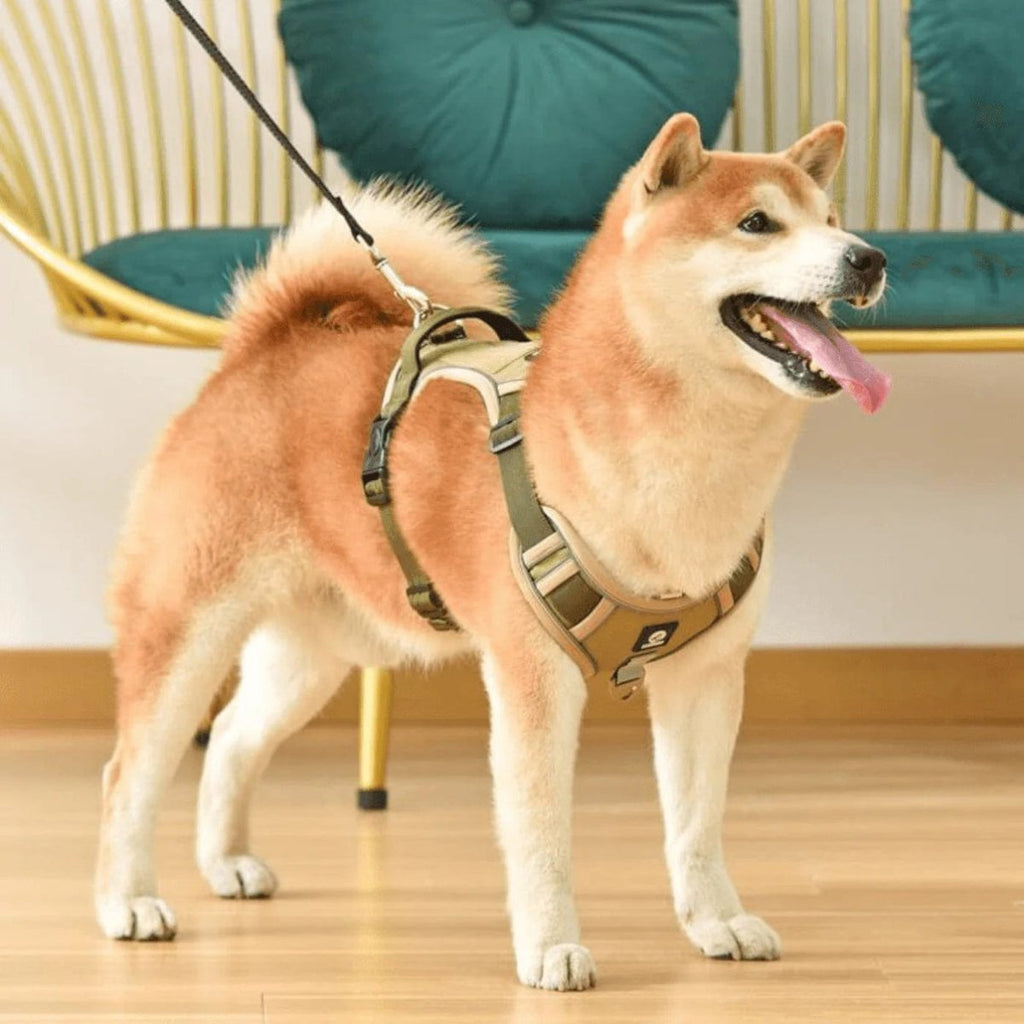 Imbracatura TrailMate Antitrazione per Cani per Passeggiate Quotidiane Tranquille