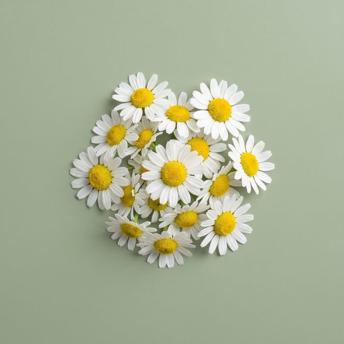 Fresh chamomile flowers