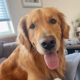 Happy golden retriever close-up