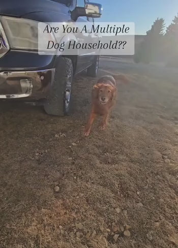 Premium 1000m koirankoulutuskaulapanta kaukosäätimellä - vedenkestävä, ladattava sähkökaulapanta kaikille koirankokoille