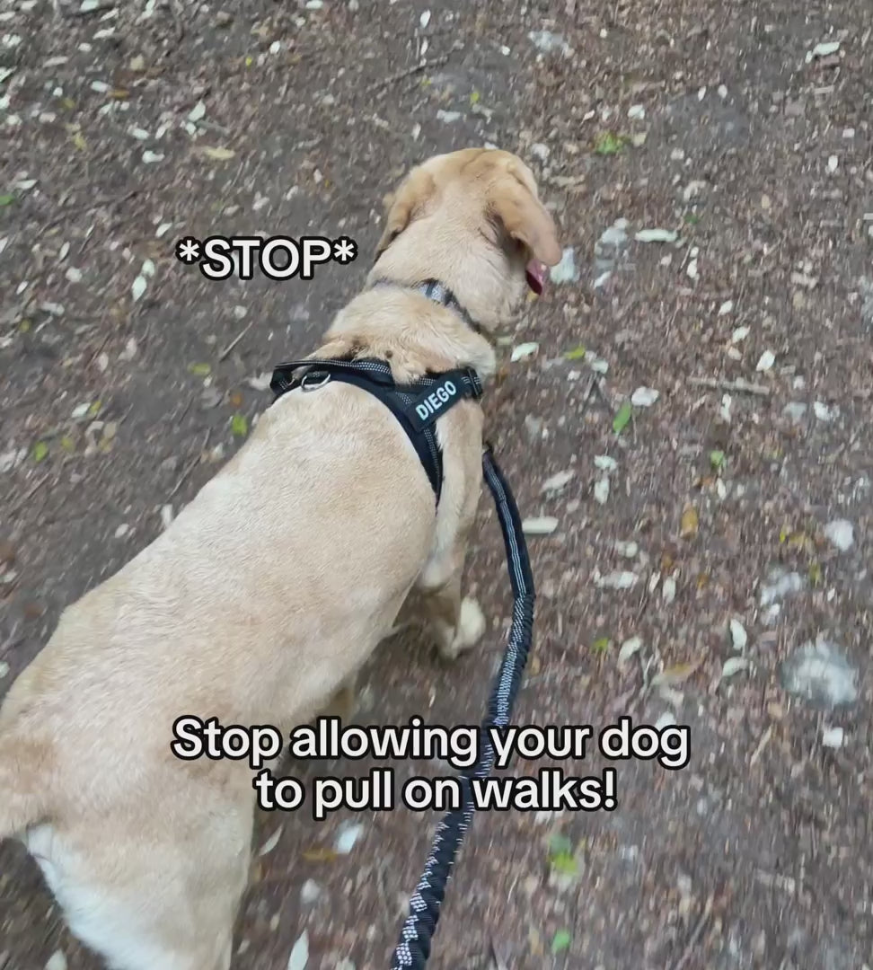 ParoPet No-Pull Dog Harness