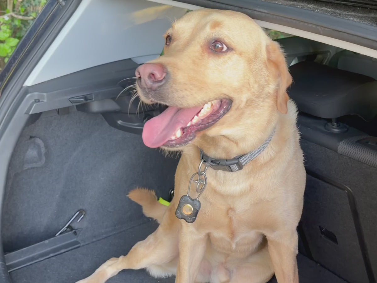 ParoPet No-Pull Dog Harness