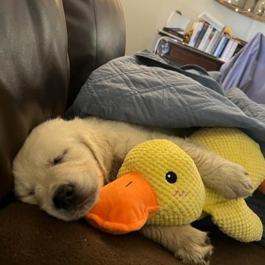 لعبة البط الهادئ CalmQuack للكلاب مع أصوات النقيق