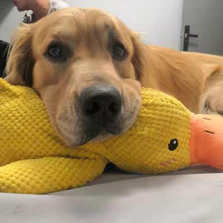 لعبة البط الهادئ CalmQuack للكلاب مع أصوات النقيق
