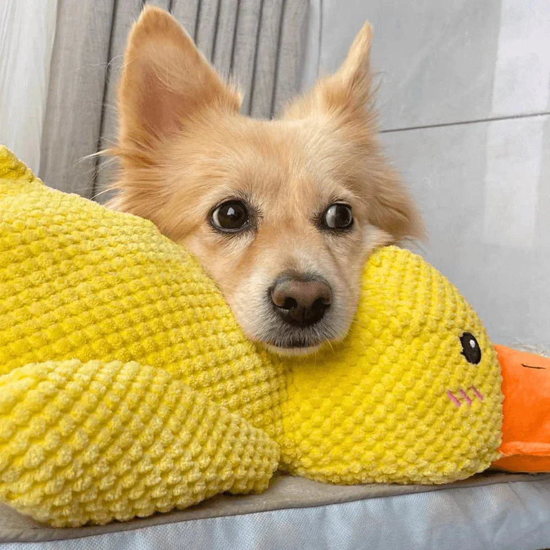 لعبة البط الهادئ CalmQuack للكلاب مع أصوات النقيق