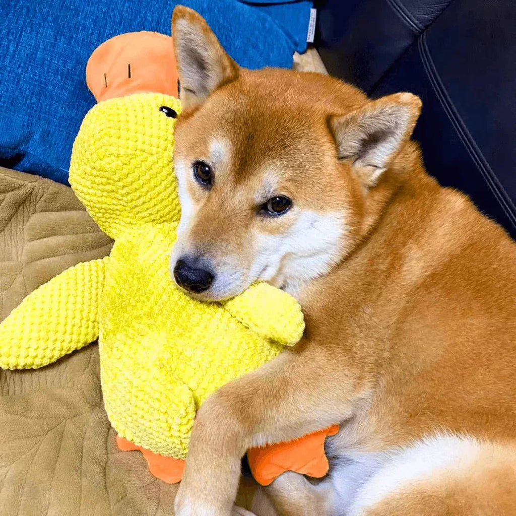 لعبة البط الهادئ CalmQuack للكلاب مع أصوات النقيق
