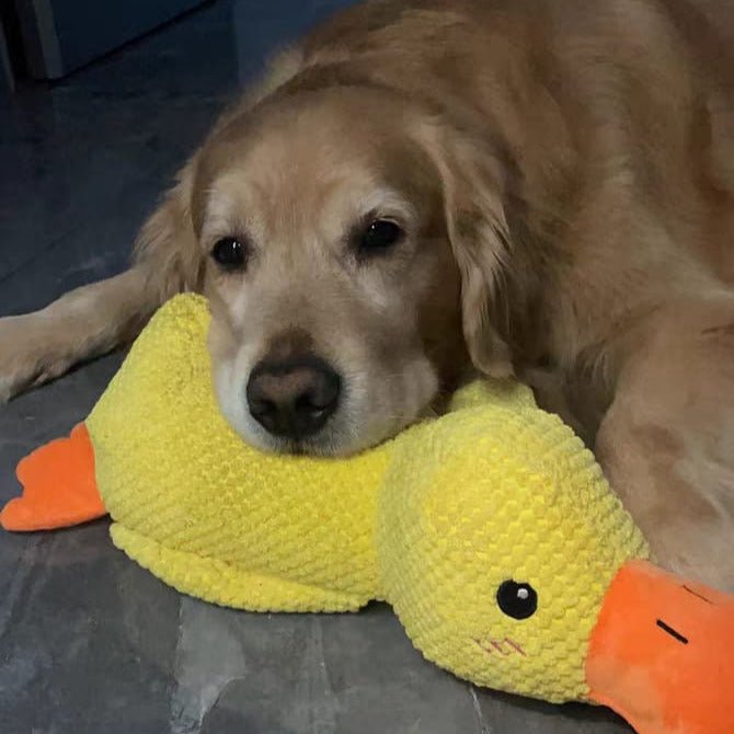لعبة البط الهادئ CalmQuack للكلاب مع أصوات النقيق