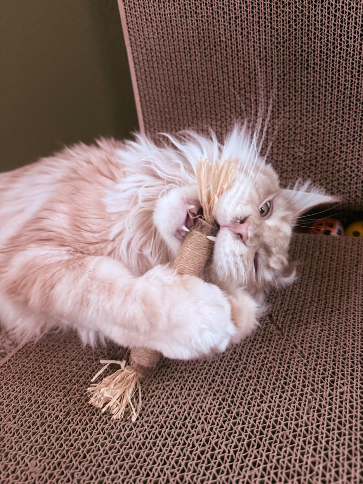Fluffy cat chewing a silvervine stick on a scratching mat