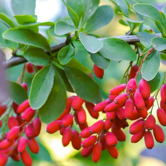 Barberry branch with red berries