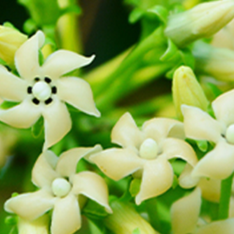 Gymnema sylvestre plant with white flowers