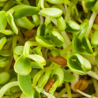Fresh fenugreek sprouts