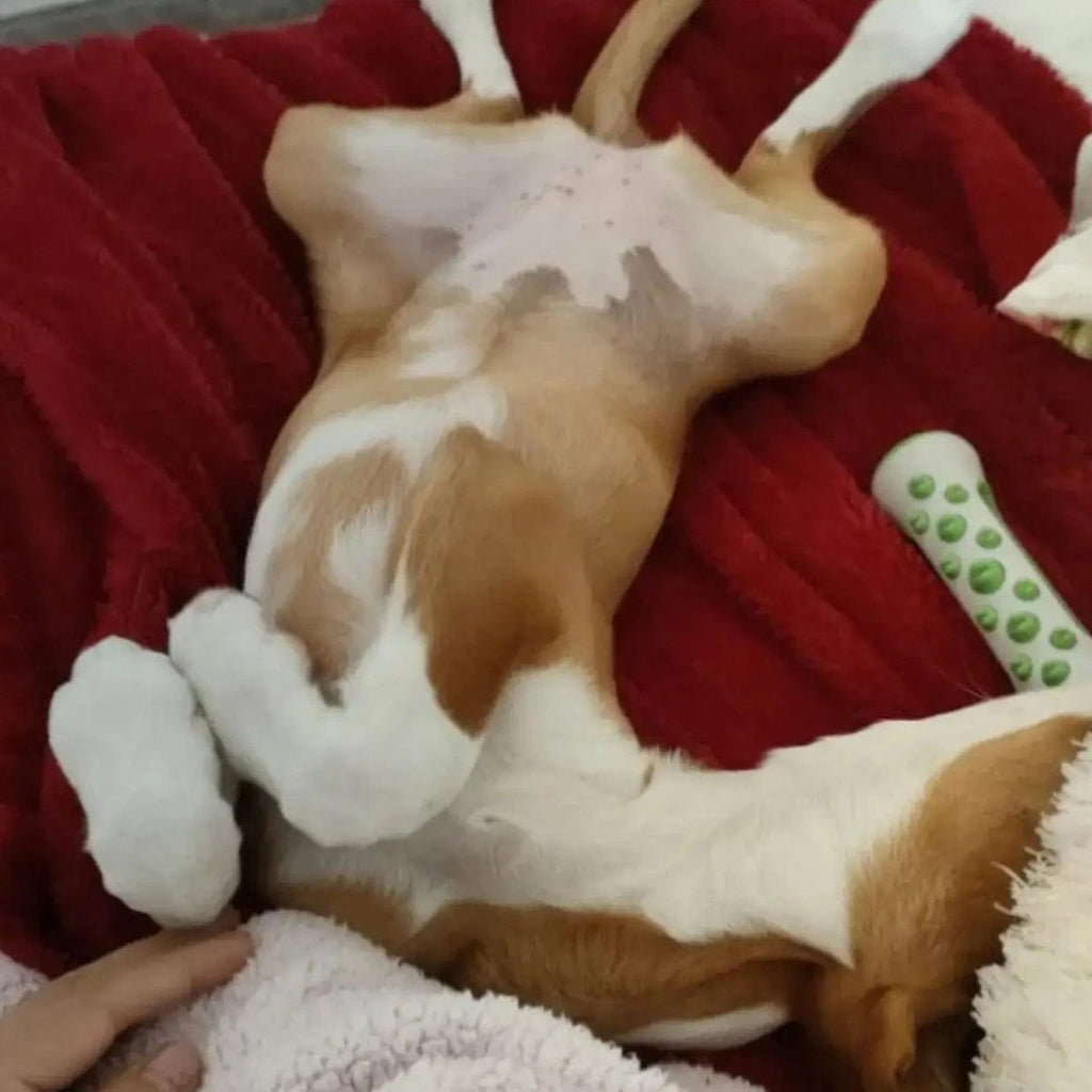 CalmPaws Das ultimative Beruhigungsspielzeug für ängstliche Hunde