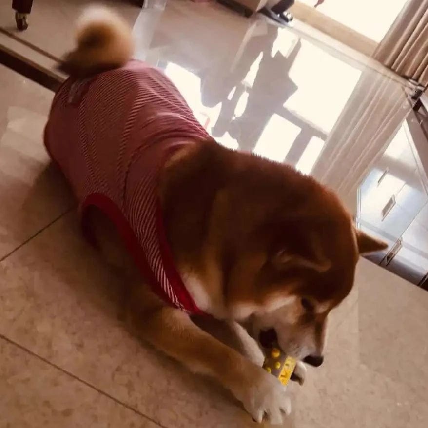 CalmPaws Das ultimative Beruhigungsspielzeug für ängstliche Hunde