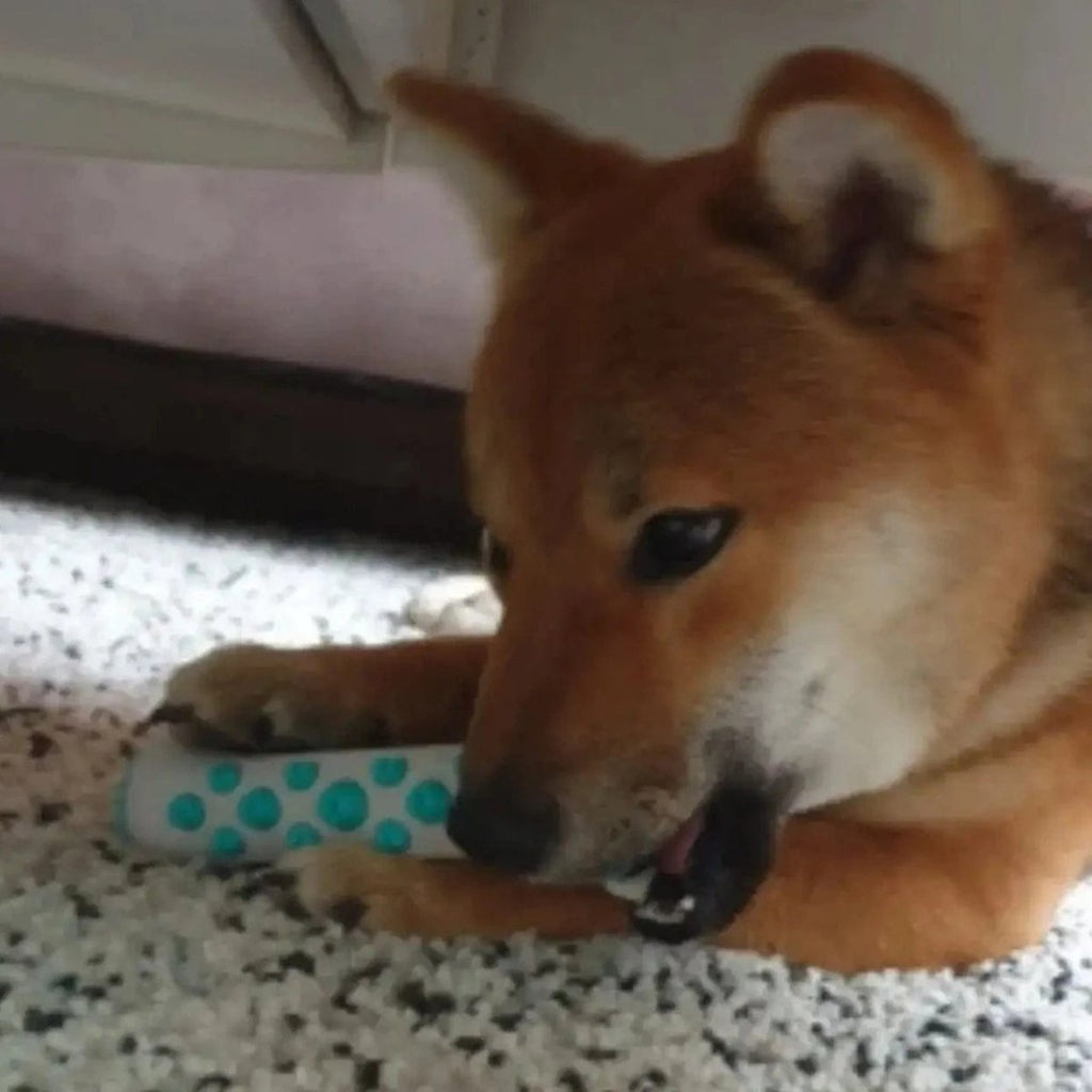 CalmPaws Das ultimative Beruhigungsspielzeug für ängstliche Hunde